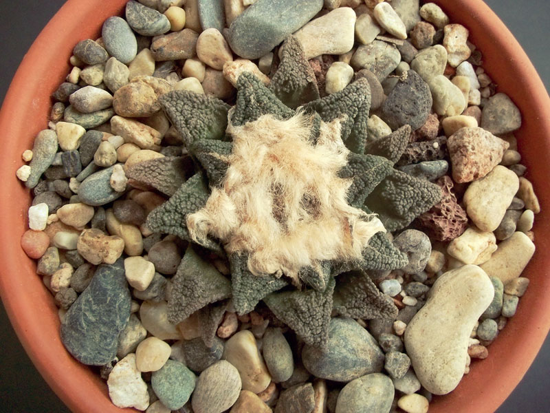 Ariocarpus fissuratus v. hintonii